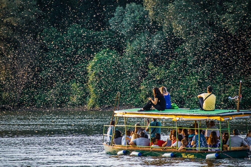 Mayfly swarm over boat